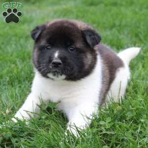 AKC Bella, Akita Puppy